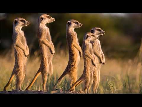 download lagu mp3 mp4 Tony Meléndez All Creation Worships You, download lagu Tony Meléndez All Creation Worships You gratis, unduh video klip Tony Meléndez All Creation Worships You