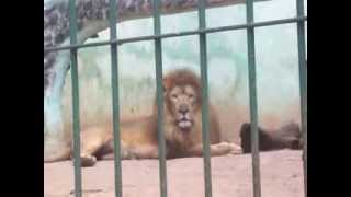 preview picture of video 'Jaula dos Leões - Zoológico de Leme SP'