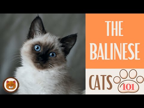 🐱 Cats 101 🐱 BALINESE CAT - Top Cat Facts about the BALINESE #KittensCorner