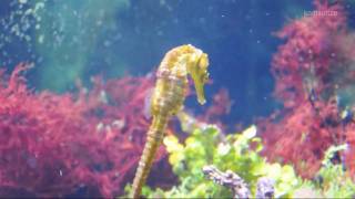 swimming Seahorses