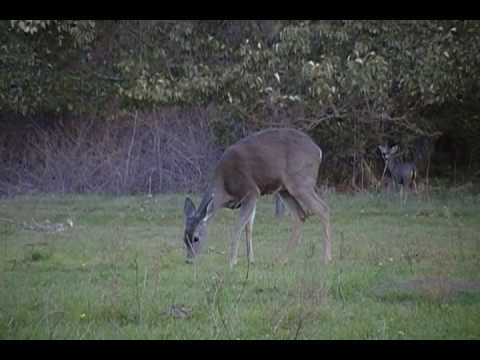 A group of deer which wandered into my camp