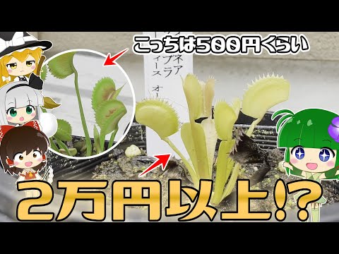 SOS Louvette: サラダを食べる白い虫を駆除するにはどうすればよいですか?  庭園