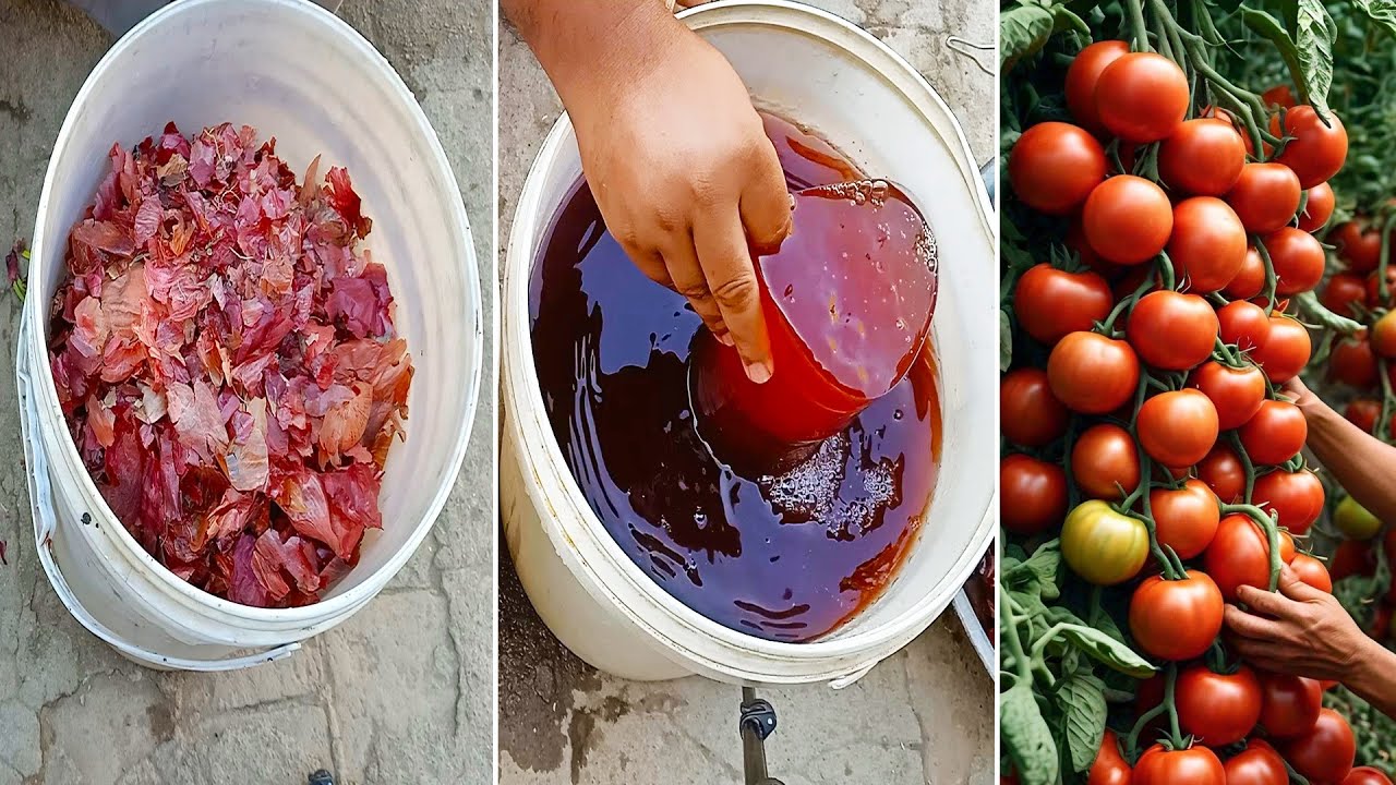 how to make onion peels liquid fertilizer for tomatoe plants? - YouTube