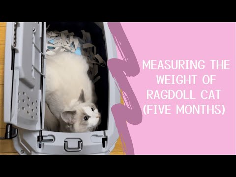 Measuring the weight of Ragdoll kitten (5months)【Marshmallow’s Diary@ Tokyo, Japan. Ragdoll cat】