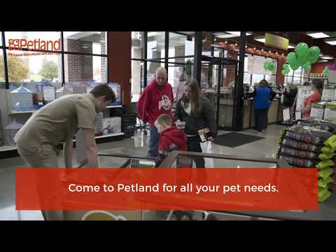 Find Your New Furry Friend At Petland