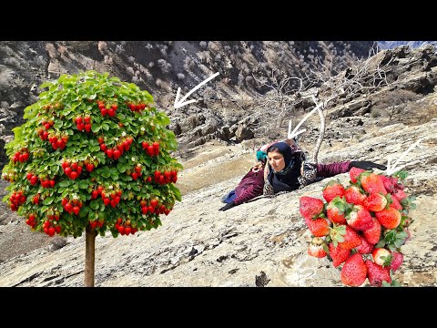 Esmat's Exciting Journey to Collect Mountain Strawberries 🍓🏔️