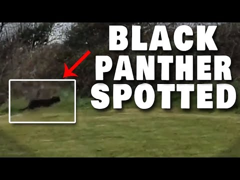 Big Cats ARE in the UK and here is PROOF