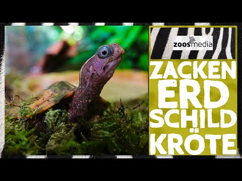 Kölner Zoo: Zacken-Erdschildkröten 😍 | zoos.media