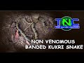 Non Venomous Banded Kukri Snake