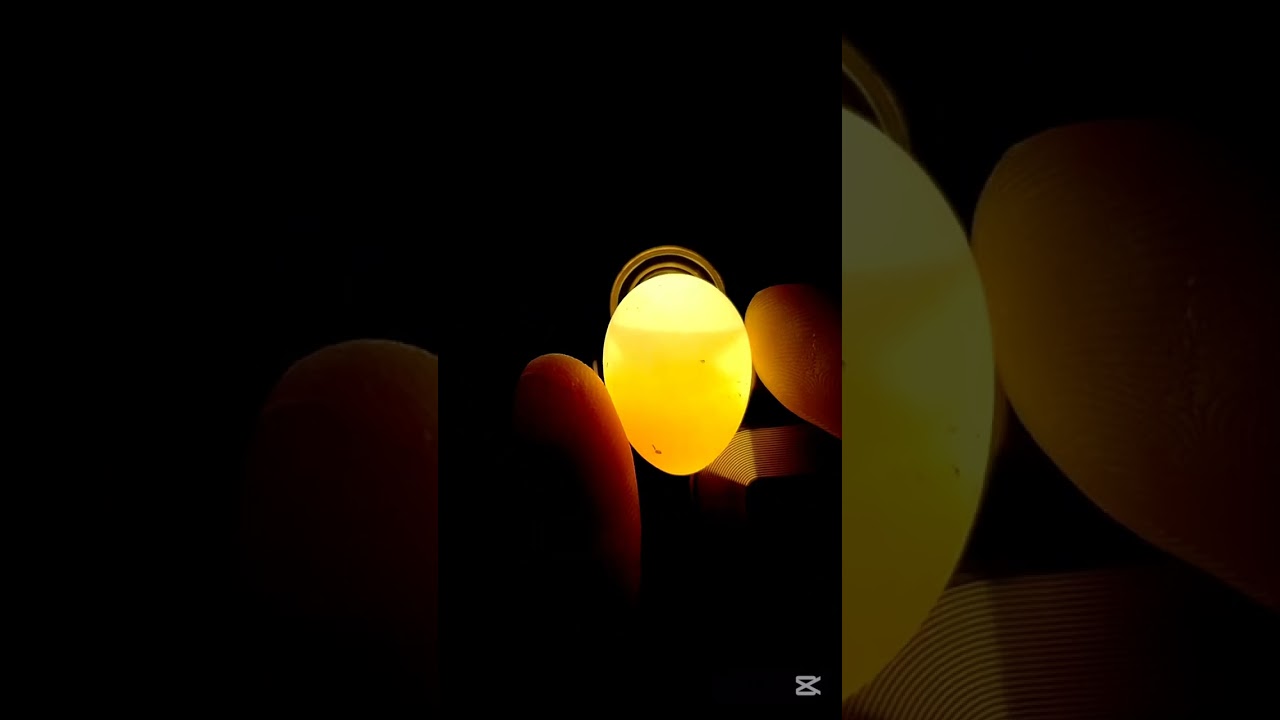 Love birds eggs hatching time | How many eggs do love birds lay? | Infertile Eggs???