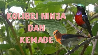 Download lagu suara pikat burung kemade dan kolibri ninja, sangat ampuh mp3