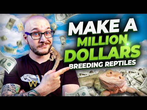 , title : 'Can Breeding Reptiles ACTUALLY Make You Rich? Also, The Loudest Ball Python Fart Ever!'