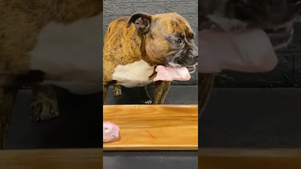 MUKBANG ASMR Dog eating Raw Duck Meats ＆ bones  【American Bully】#shorts