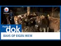 FRYSLAN DOK: Baas op eigen hiem