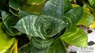 preview picture of video 'Sansevieria trifasciata Hahnii (Nolinoideae) Planta Espadinha'