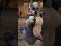 M Mommy THE BEST Thicc Femme Fursuits Of TFF 2022 Shorts Furry Cosplay
