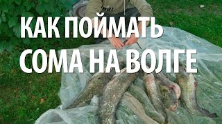 Как на волге ловят сома