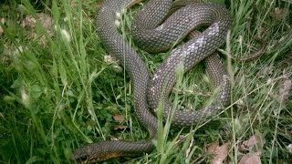 preview picture of video 'Caspian Whipsnake ( Dolichophis Caspius )'