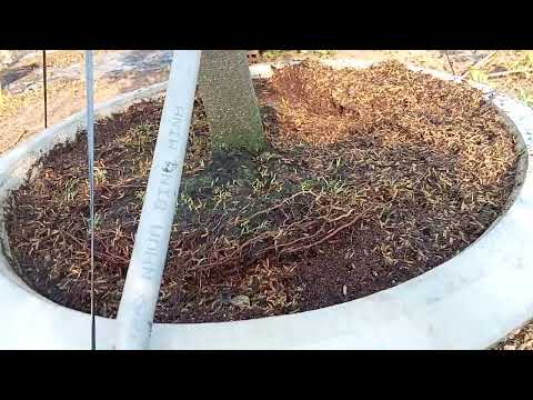 khắc phục cây mai vàng bị Phạm phân vô cơ