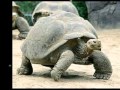 Tortoises Generally Have The Longest Lifespans Of Any Animal