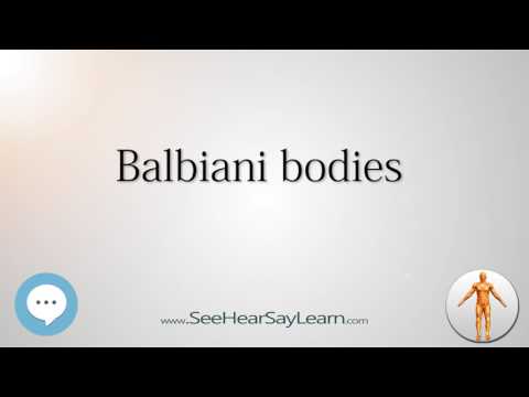 Balbiani bodies    Anatomy Named After People 🔊