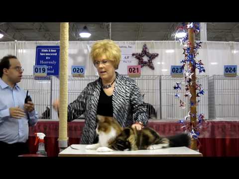 Tropikoons Hang Ten of Mainesuspect climbing pole in Kitty Angel's ring at National Capital