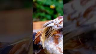 Download lagu Ayam Dance | Ayam | Status wa | Story wa #shorts mp3 Download lagu Ayam Dance | Ayam | Status wa | Story wa #shorts mp3