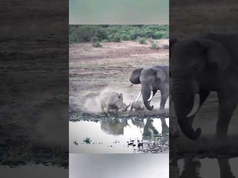 Elephant Vs Rhino - The Battle of Giants! ⚔️🐘🦏🌿