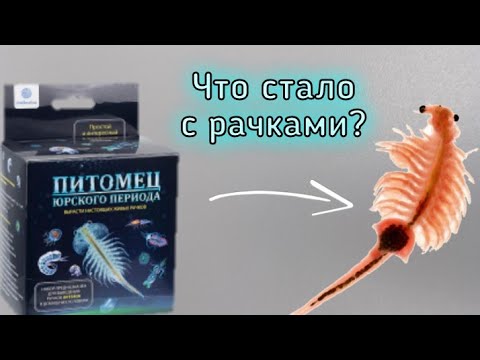 Что стало с рачками? Питомец юрского периода! Артемия (Artemia) / ЧЕРИ TV