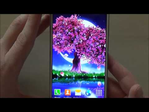 Cherry Blossom Live Wallpaper Video