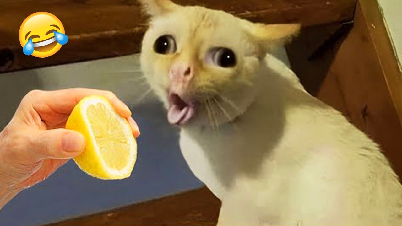 笑わないように頑張ってね😂 史上最高に面白い猫と犬たち😻🐶