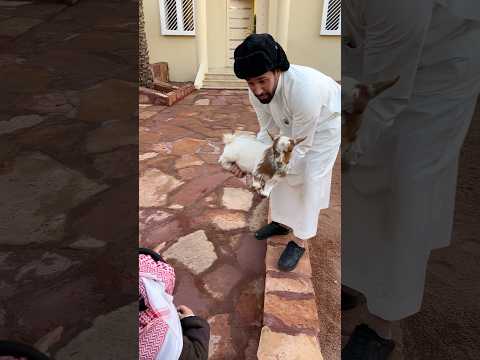 حمودي يقول نجرب فيها المطبخ