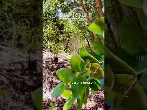 Video de Terreno En Lo Orozco, Casablanca Para Tu Proyecto Soñado