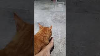 Download lagu saking nyamannya sama kaki sampe begitu ya😭 #kucing #kucinglucu #meong #petlovers #catsoftiktok #fyp mp3