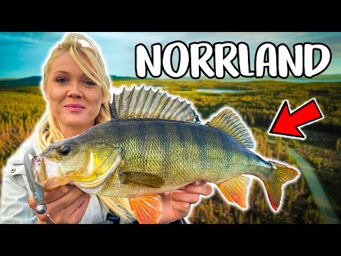 Exploring NEW Waters In Northern Of Sweden (BEST PERCH FISHING IN SUMMER) | Team Galant