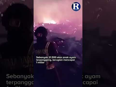 3 Kandang Ayam Ludes Terbakar, Kerugian 1 Miliar