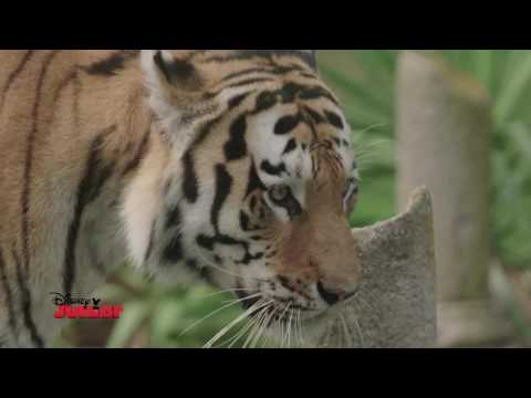 Disney Junior- In Viaggio Alla Scoperta degli Animali - Tigri
