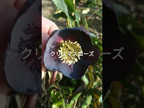 ヘレボルスのメンテナンス: この崇高な花の世話をするにはどうすればよいですか?  庭園