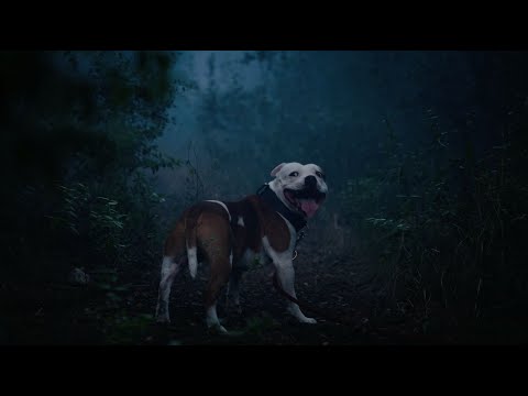 Animalife: The Walk