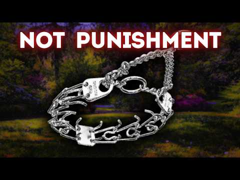 Prong Collars are NOT Punishment Tools and Here's Why