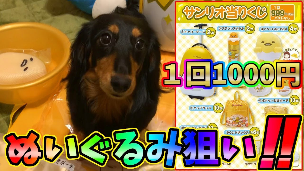 まさかの！？わざわざハーモニーランドに行ってくじ引いてきたらすごいの出たｗｗｗ【ぐでたま・サンリオ】