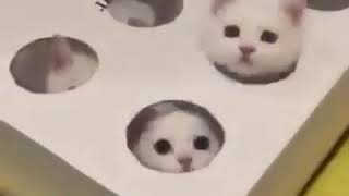 Котята. Самые смешные видео ролики 2018 НОВОЕ ВИДЕО НА КАНАЛЕ!