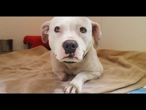 Treya's New Beginning - Stray Rescue of St.Louis