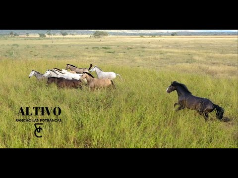 RANCHO LAS POTRANCAS: ALTIVO SQT (MÉXICO ,2021)
