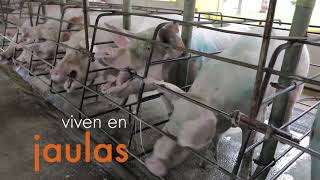 WALMART participa en crueldad animal y perjudica la salud de sus clientes: World Animal Protection