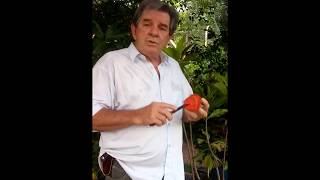 MAMEI  tem gosto de mamão com caqui.