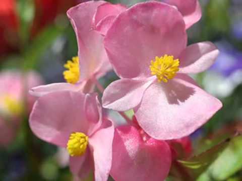 Your World and My World by Albert Hammond