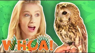 WE LEARN CRAZY OWL FACTS! (Whoa! Nature Show)