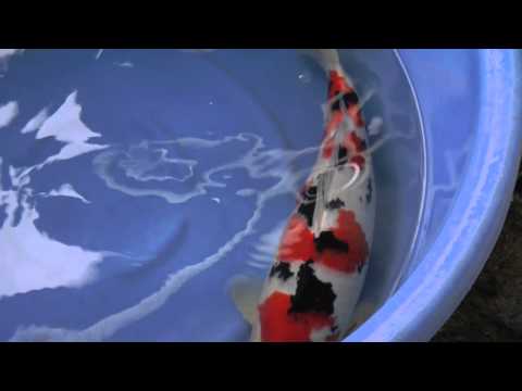 Koi Enterprise Japan Mud Pond Harvest 2010