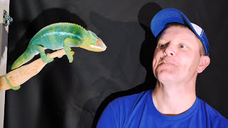 How do Chameleon Tongues work?  (In Slow Motion) | Smarter Every Day 180